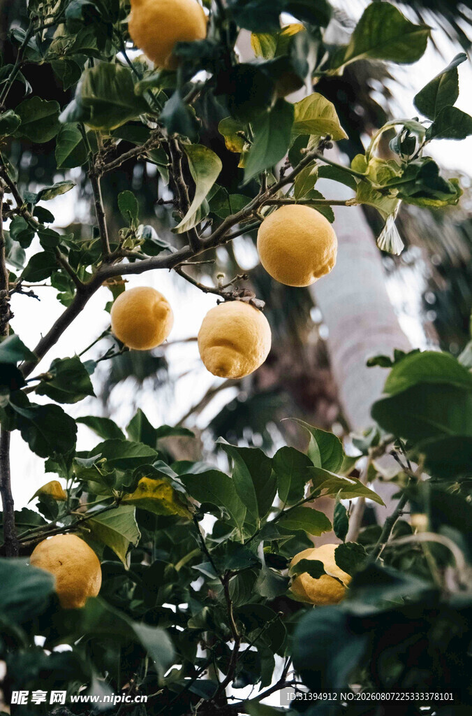 柠檬