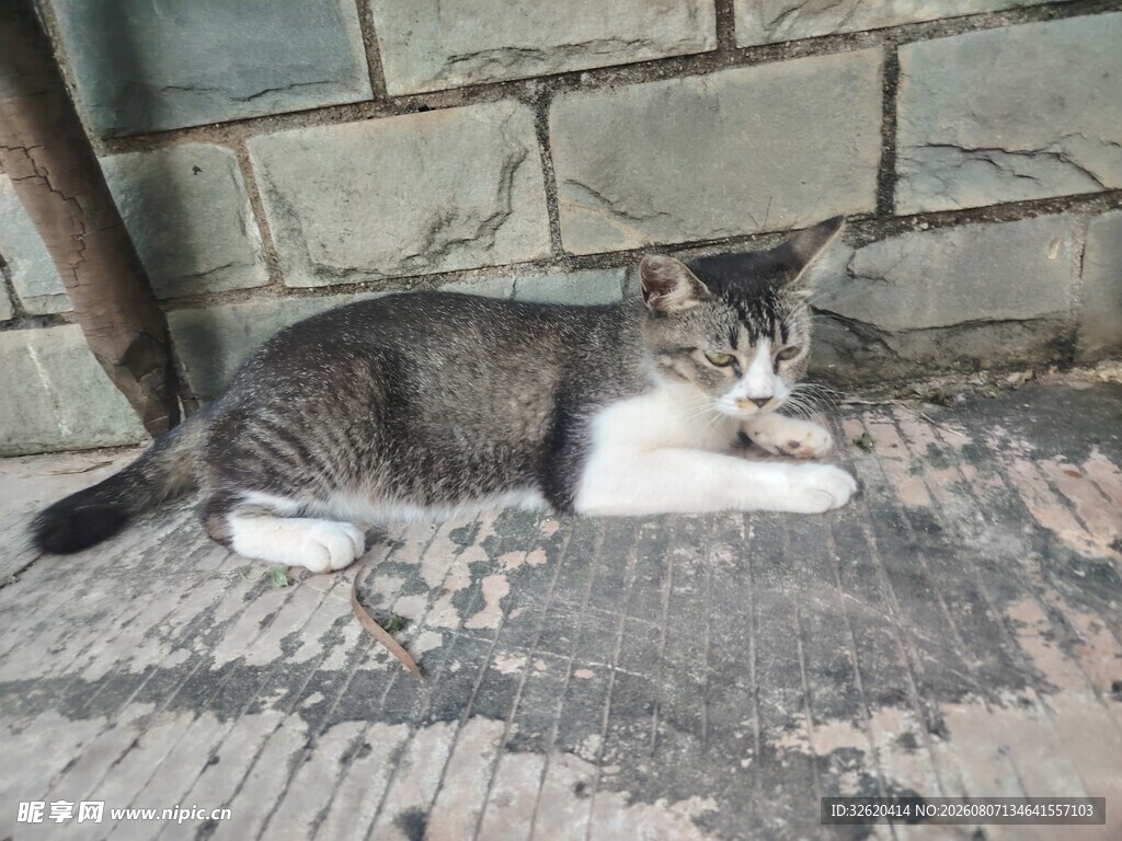 墙边休憩的可爱猫咪