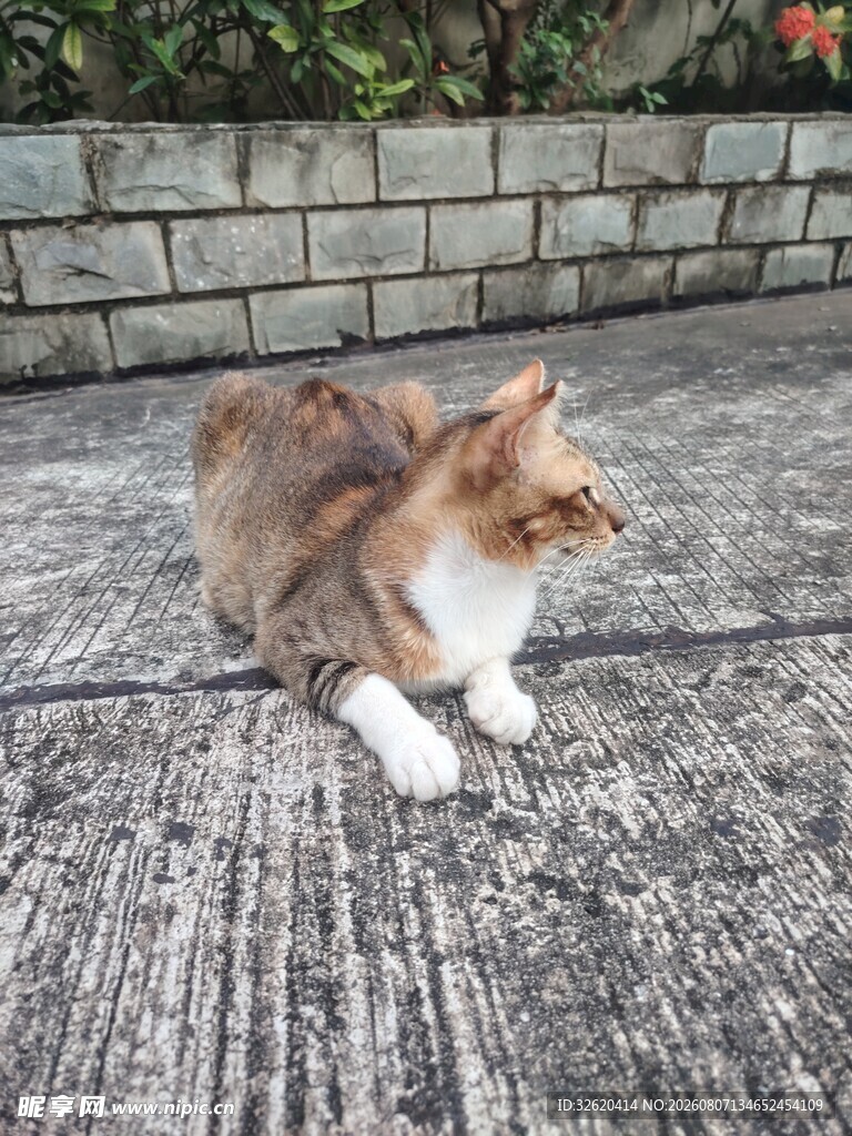 户外蹲坐的三色猫咪