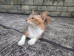 趴地的可爱猫咪