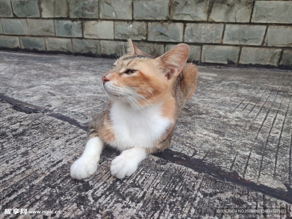 趴地的可爱猫咪