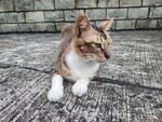 趴在地上的可爱猫咪