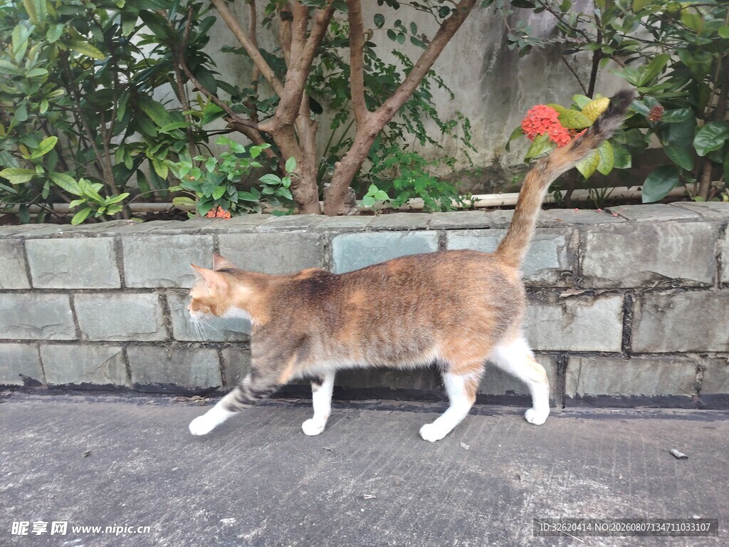 路边行走的三色猫咪