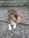 三色猫咪漫步于石板路
