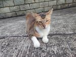 三色猫咪蹲坐于石板路