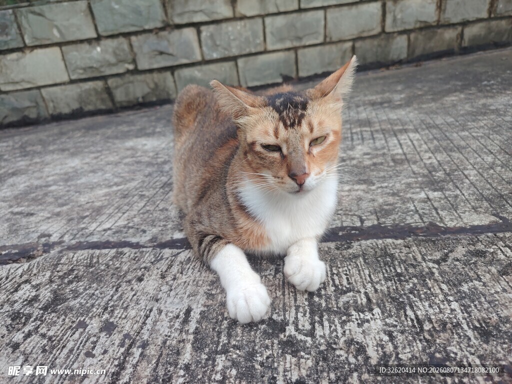 三色猫咪蹲坐于石板路