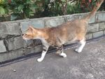 漫步的花猫