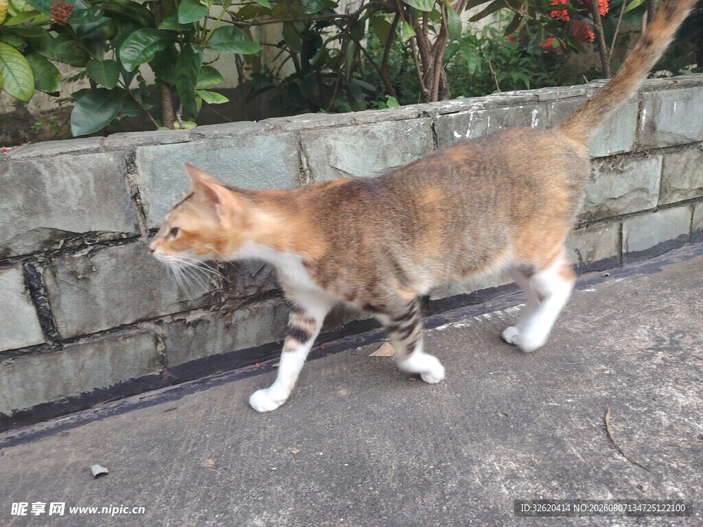 漫步的花猫