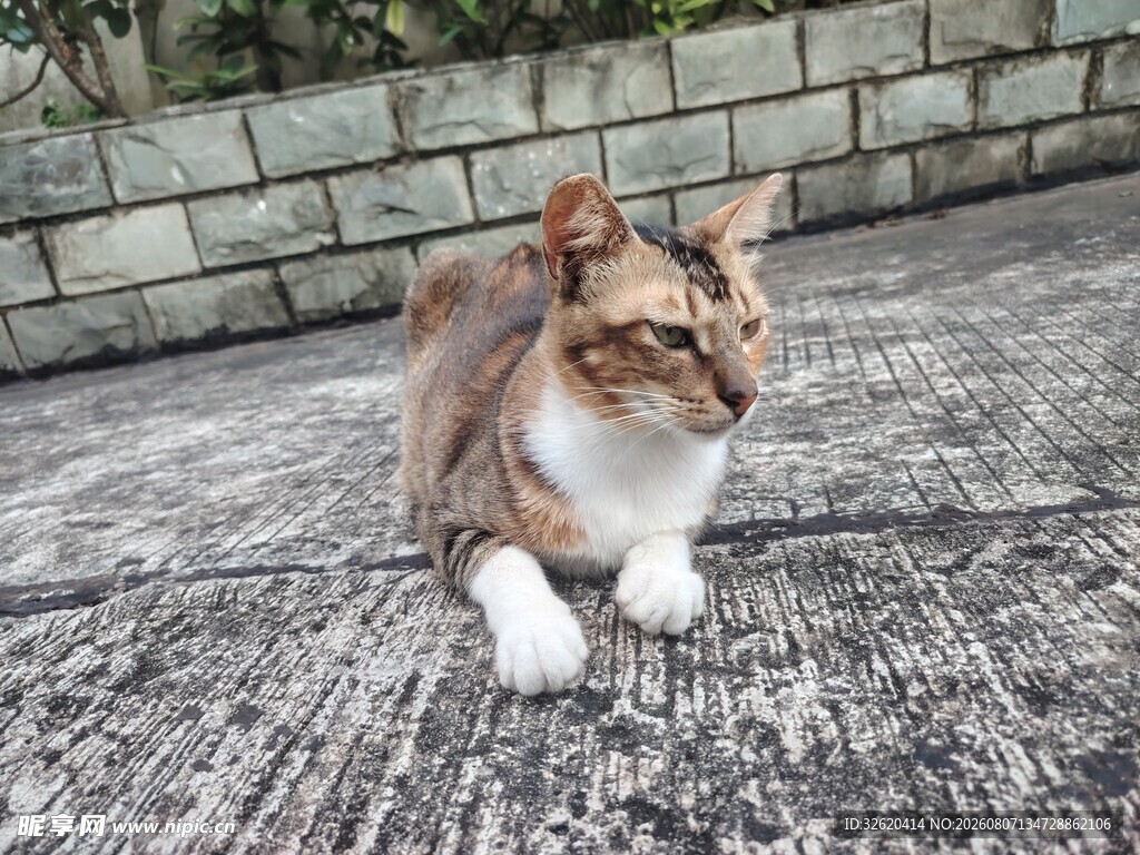 蹲坐的三色猫咪
