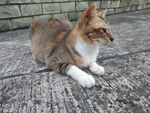 三色猫咪悠闲趴地