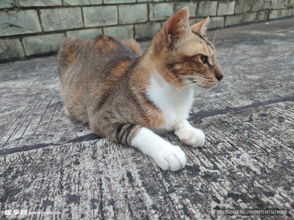 三色猫咪悠闲趴地
