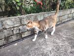 墙边漫步的猫咪