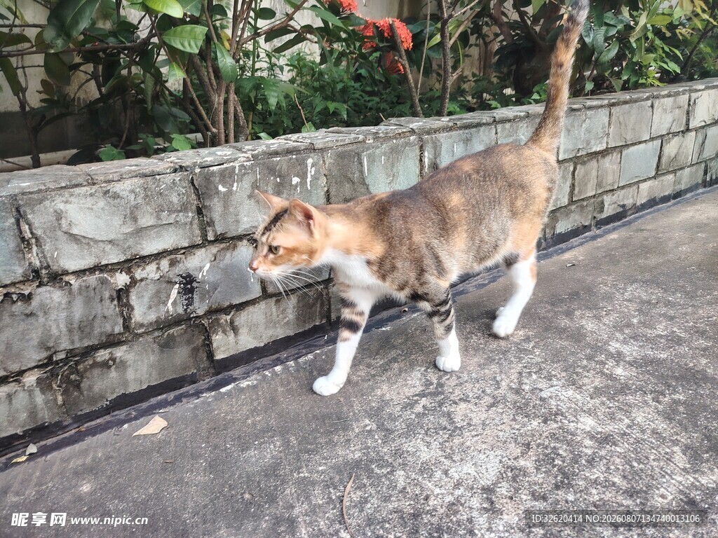 墙边漫步的猫咪
