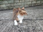 蹲坐的花猫