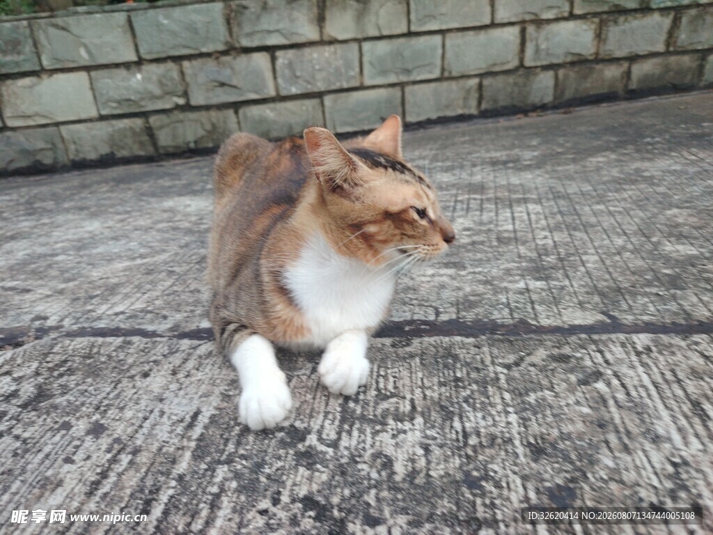 蹲坐的花猫