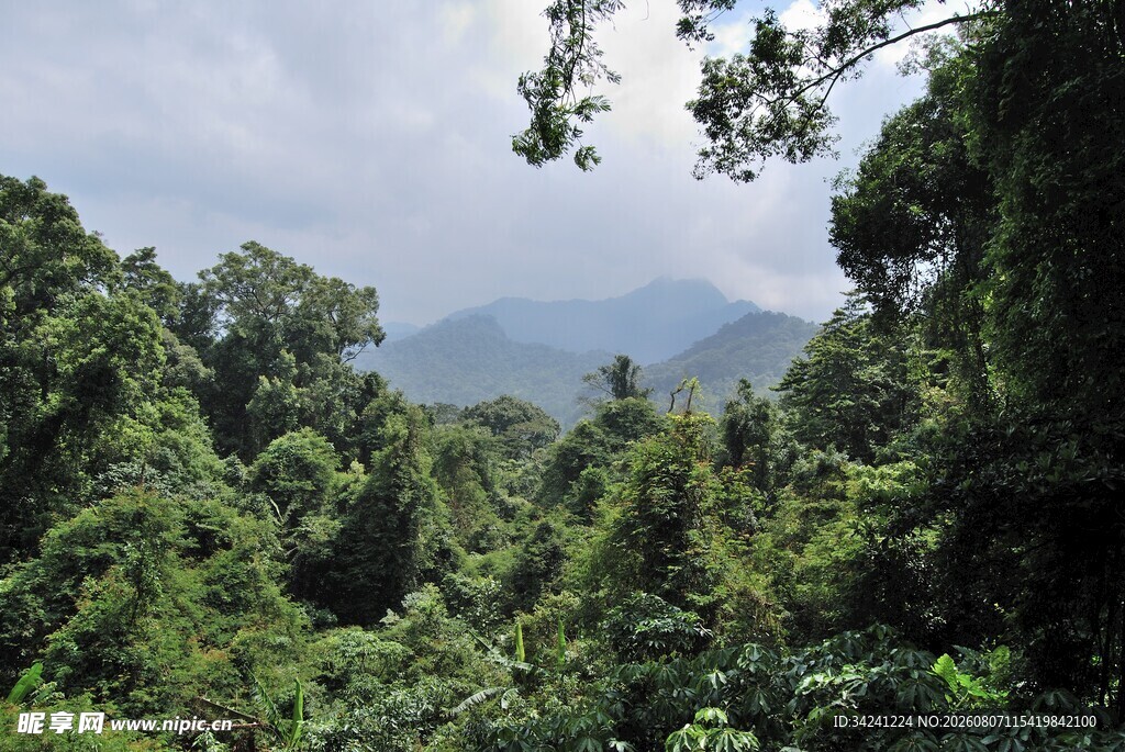 茂密山林景观