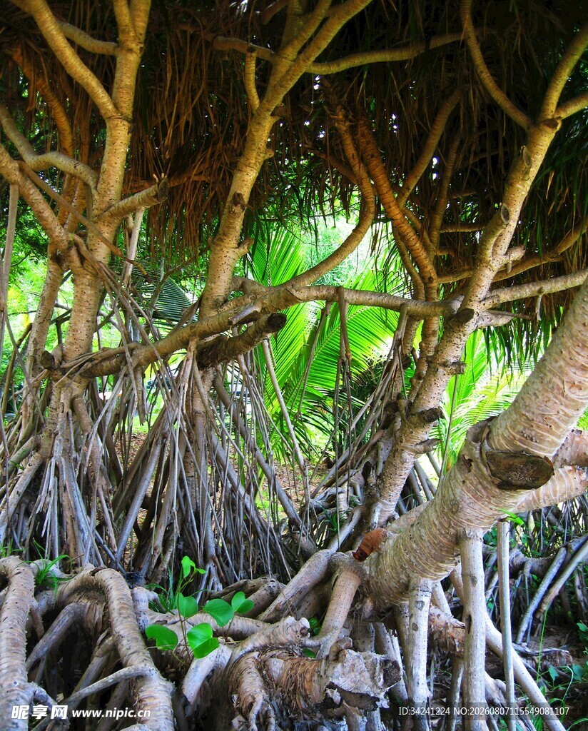 茂密盘绕的奇特树根景观