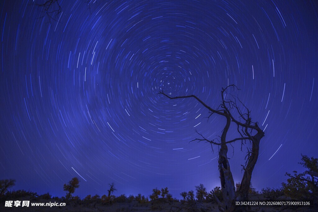 夜空下的枯树与星轨