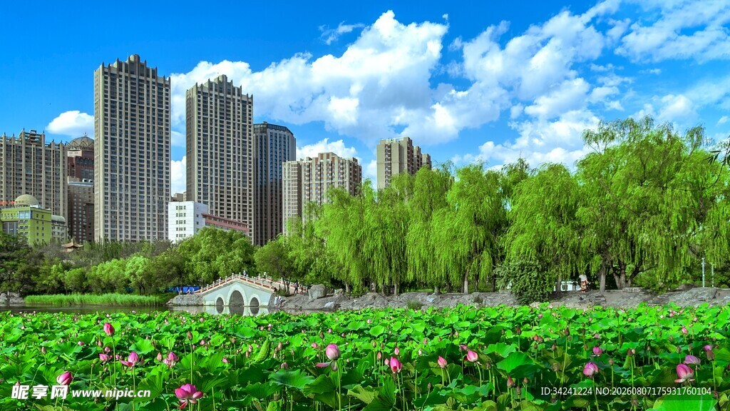 城市中绽放的荷花美景
