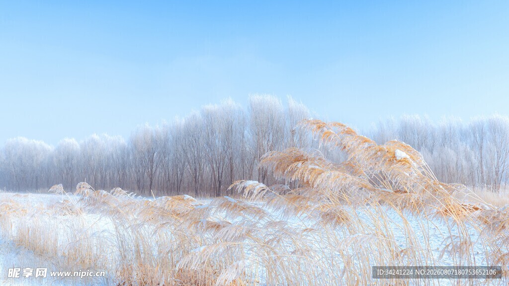 冬日雪覆芦苇美景