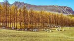 秋日草原羊群与山林美景