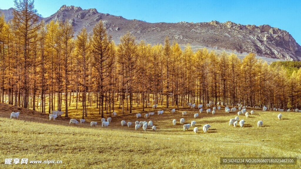 秋日草原羊群与山林美景