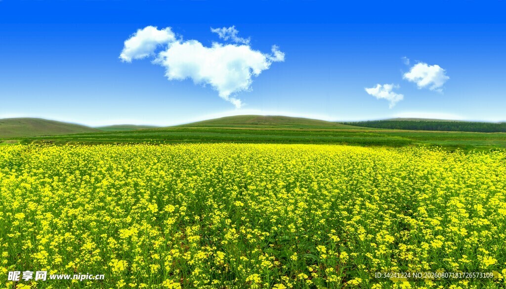 金黄油菜花海蓝天白云景