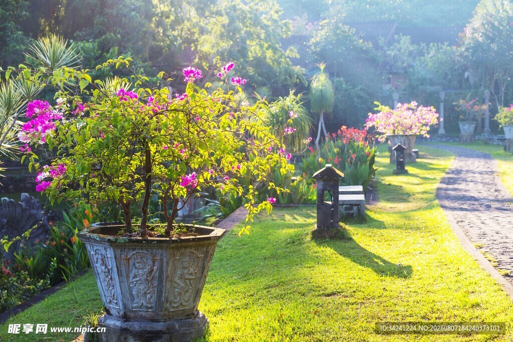 花园中的盆栽美景