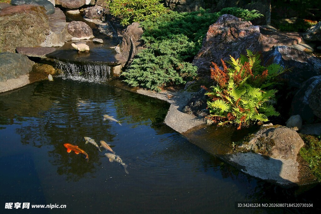 庭院锦鲤池自然景致美