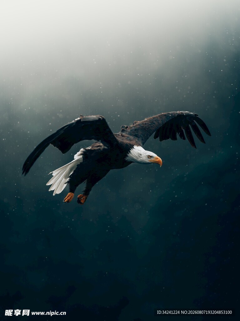 翱翔的雄鹰