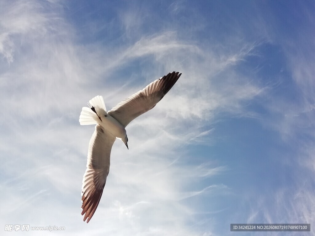 翱翔蓝天的海鸥