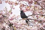 黑鸟栖于盛开樱花枝间