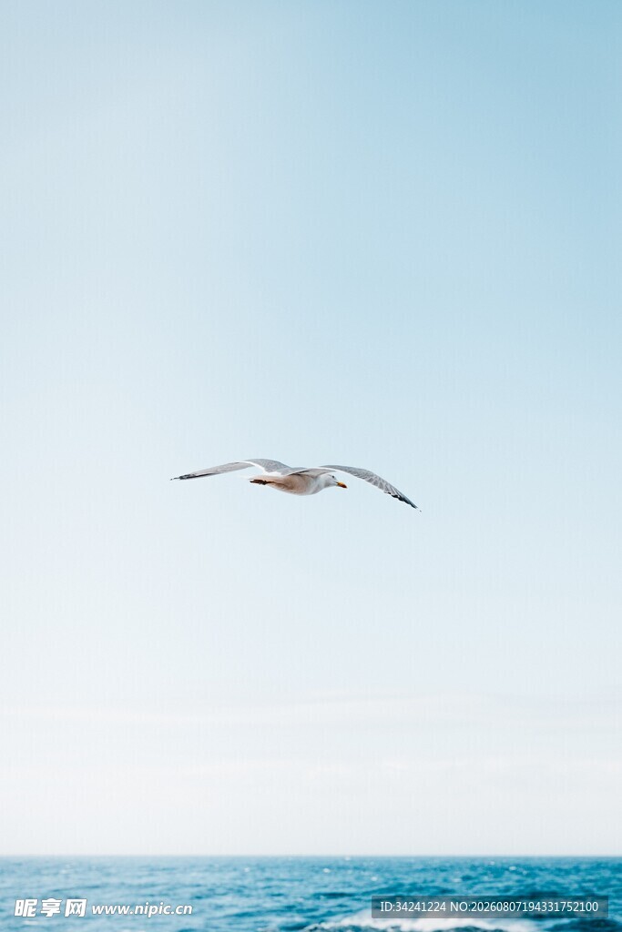 海空翱翔的飞鸟