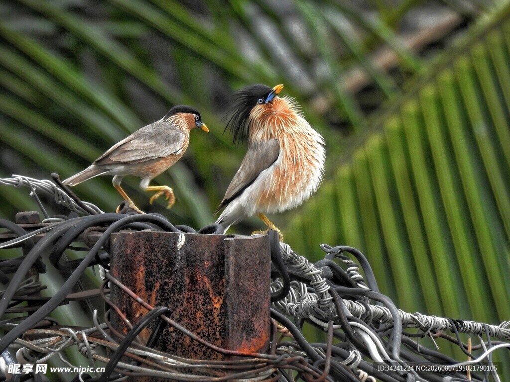 枝头双鸟