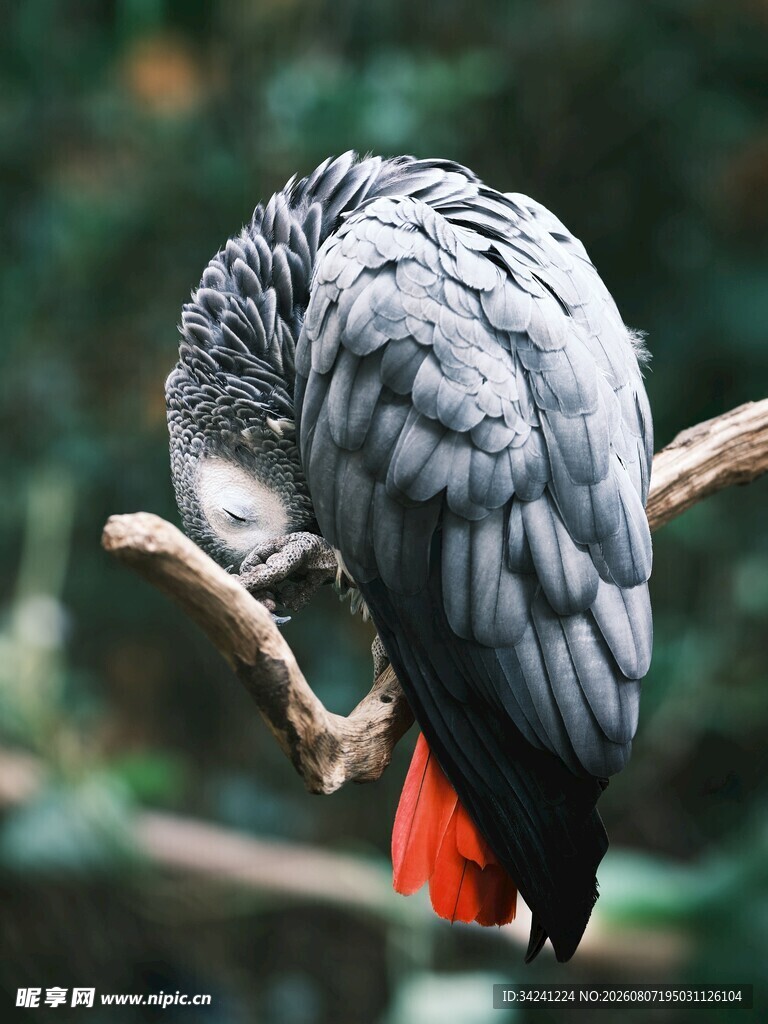 灰鹦鹉栖息枝头理羽毛