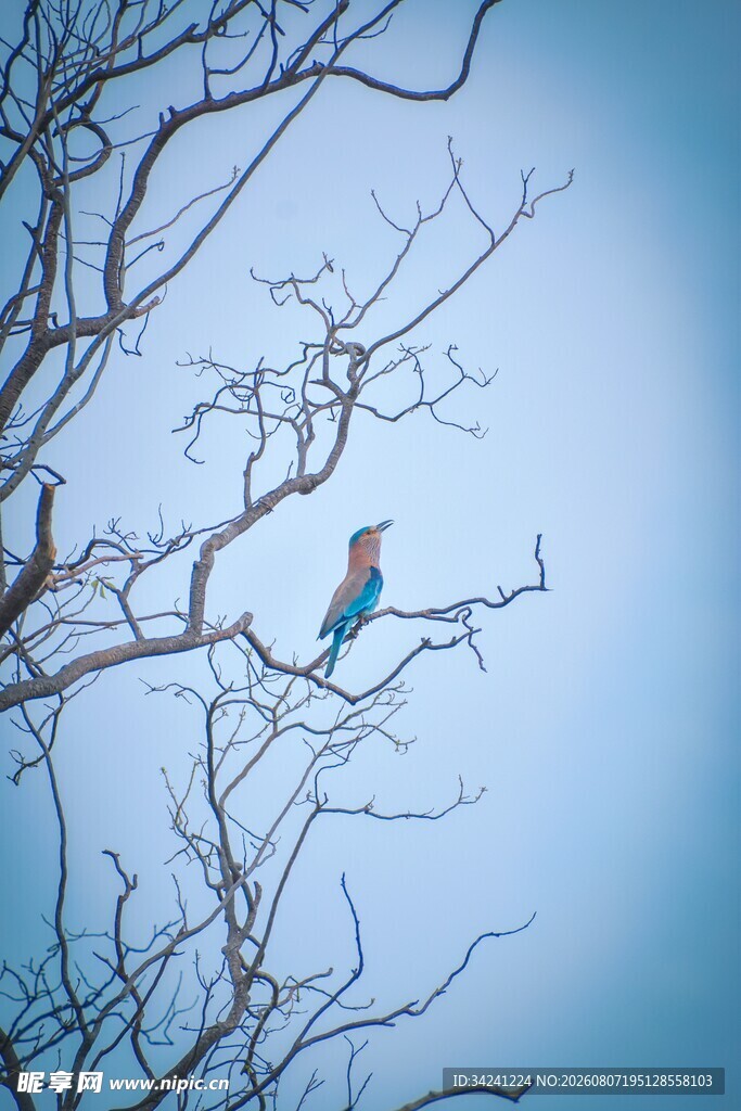 枝头小鸟栖于蓝天之下