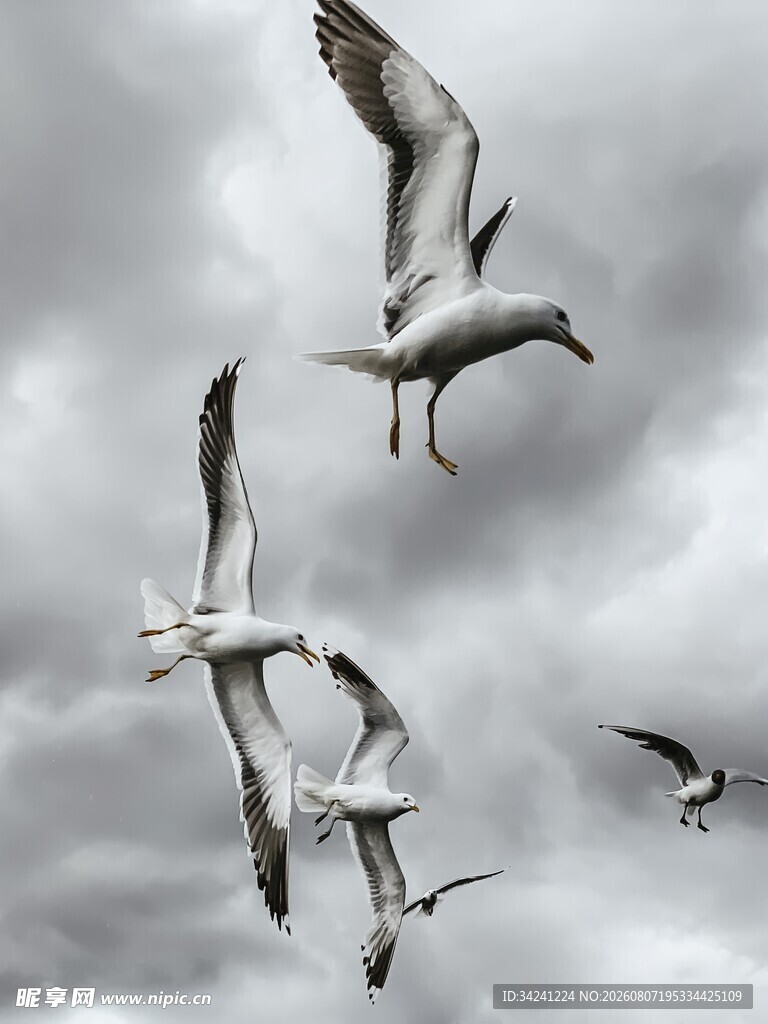 天空中翱翔的几只海鸥