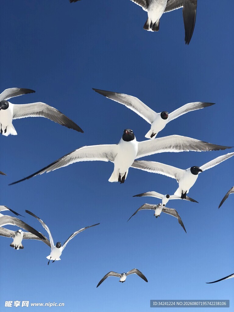 蓝天中翱翔的成群海鸥