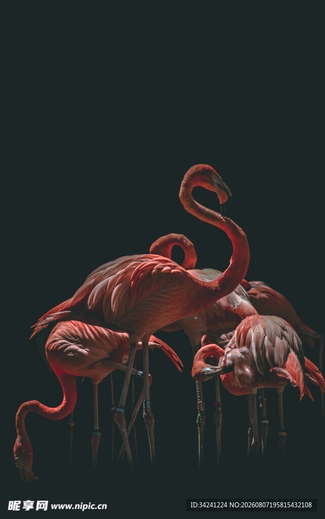 一群火烈鸟的优雅姿态