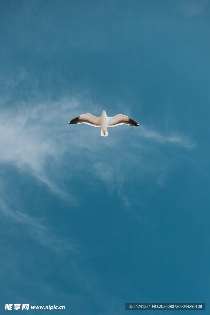 蓝天翱翔的海鸥
