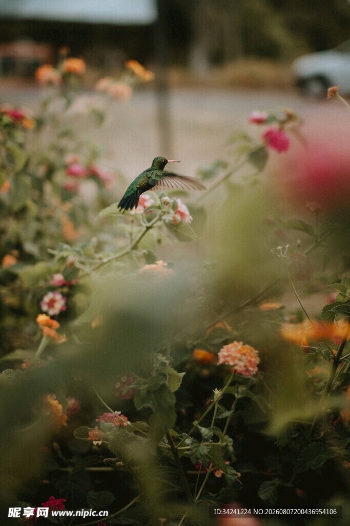 花丛中栖息的小鸟