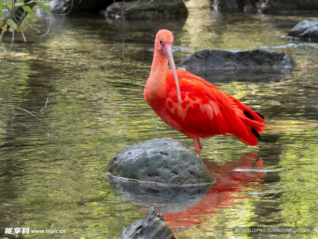 红鹮立于水中石块