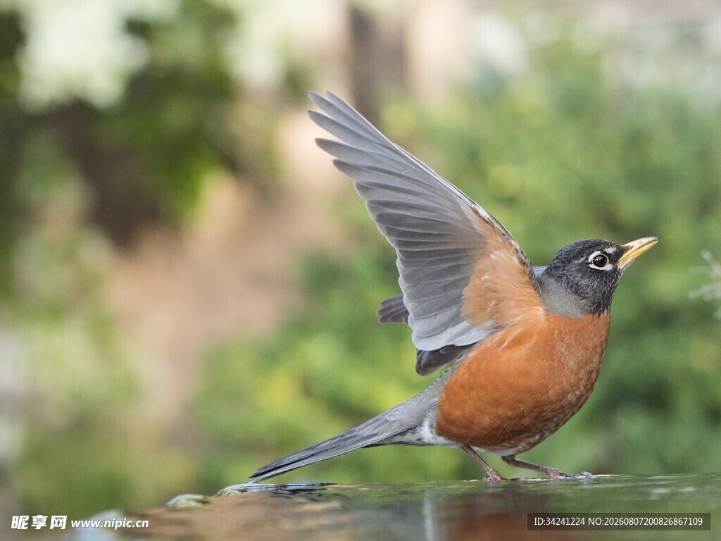 展翅飞鸟于绿意背景中