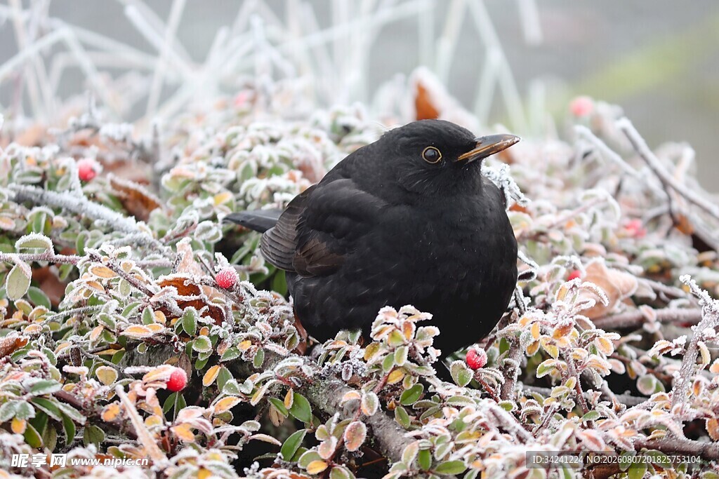 雪中黑鸟栖于覆霜植物间