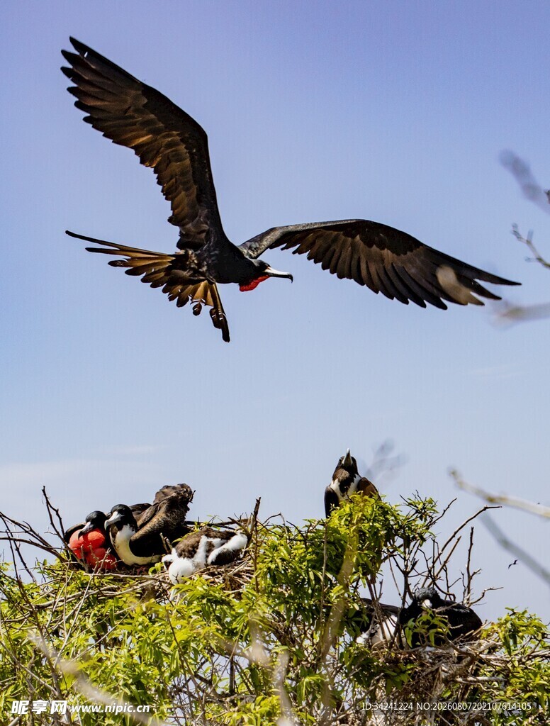 雄鹰展翅于繁茂植物之上