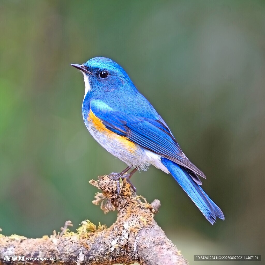 蓝羽小鸟栖于枝头
