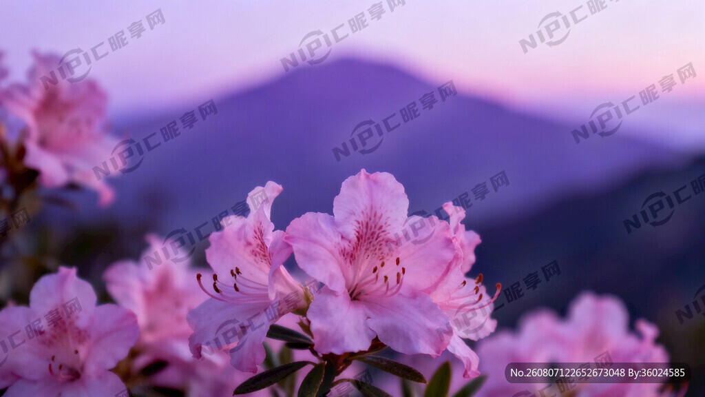 暮山紫背景  花朵
