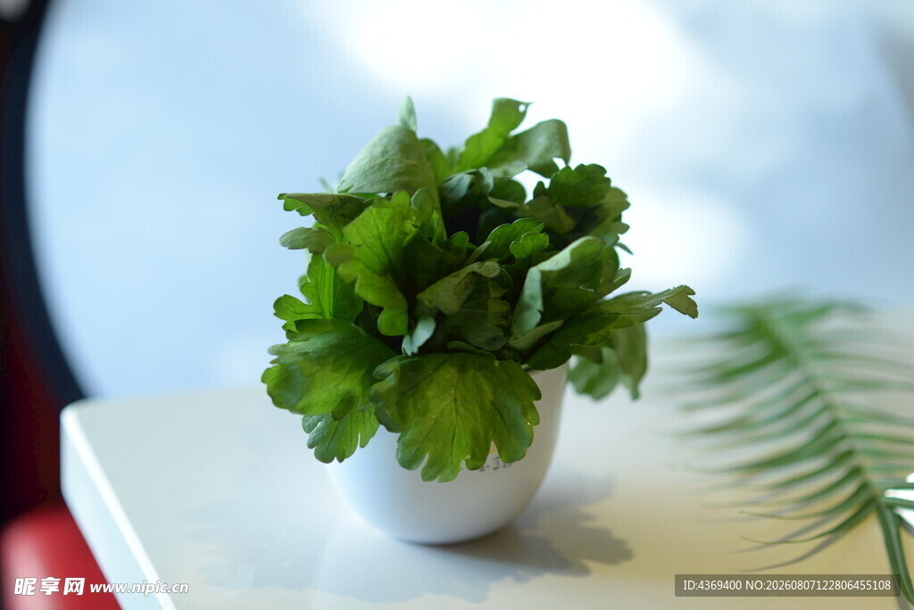 茼蒿菜