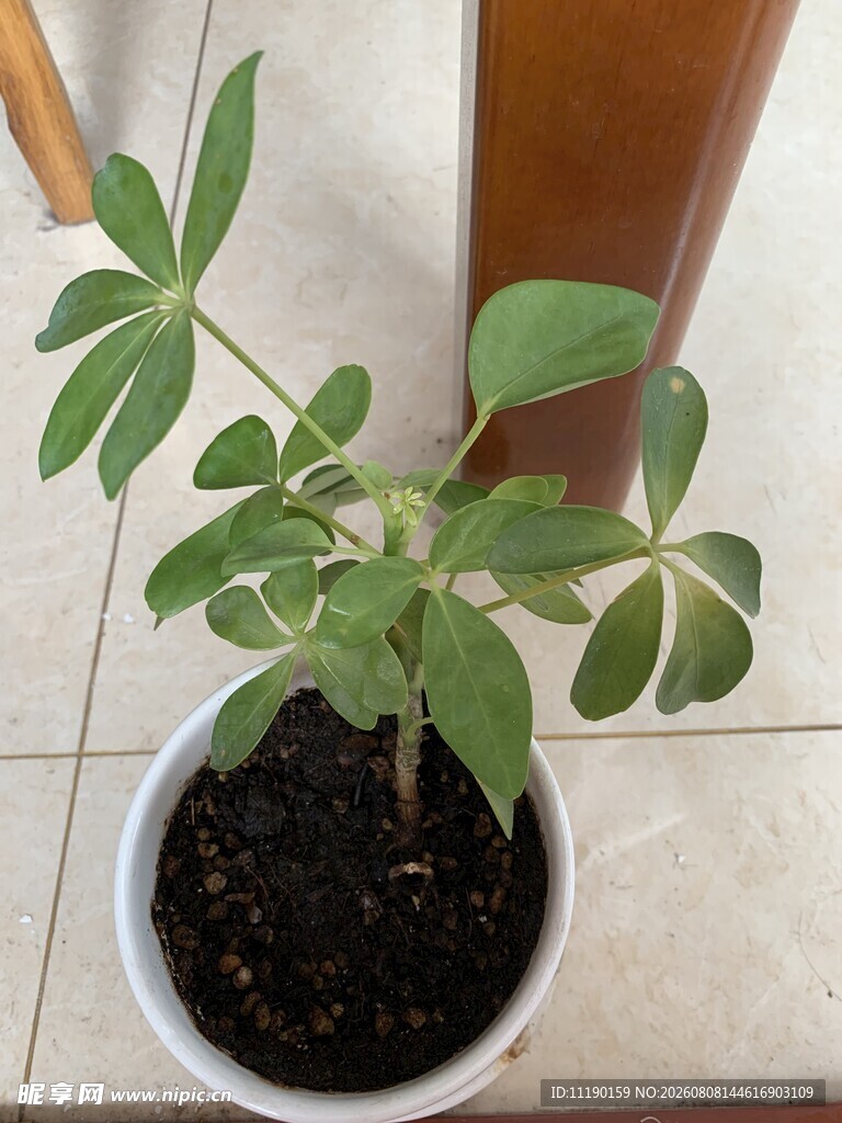 小盆栽
