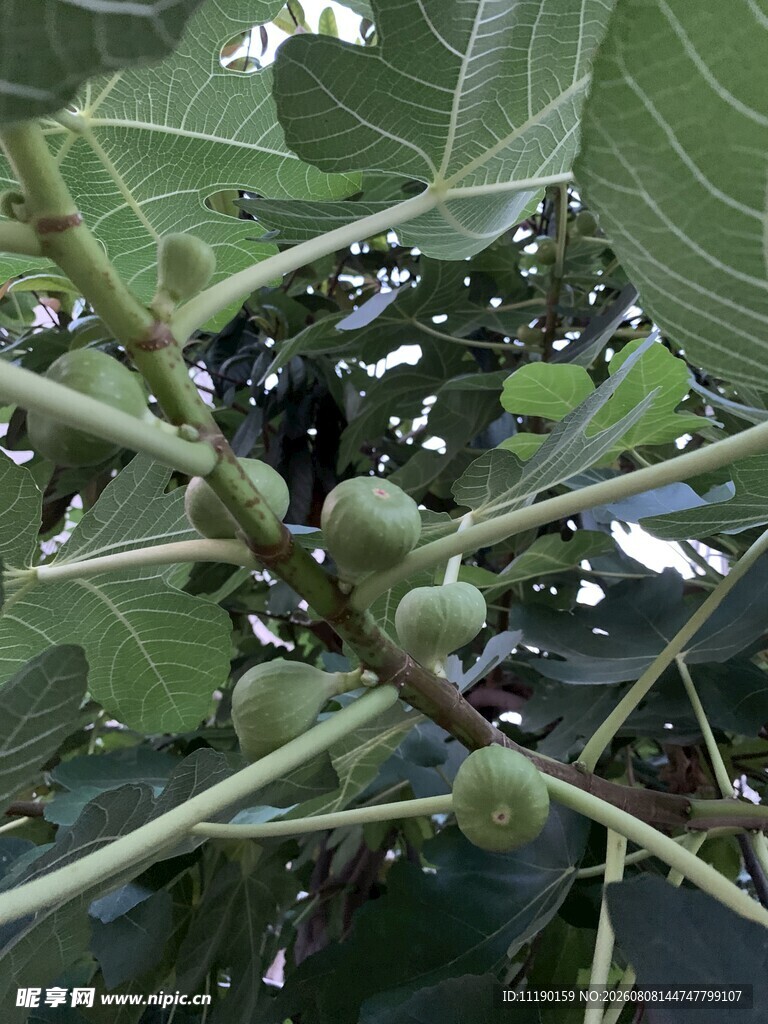 无花果枝